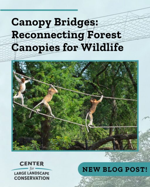 Busy roads can be both a barrier to movement and a major source of mortality for tree-dwelling species. Wildlife crossings are becoming a more widespread solution to reconnect fragmented habitats, keep animals on the move, and keep drivers safe. In places like the Amazon rainforest and Costa Rica, canopy bridge crossings that are designed for arboreal species are bridging the gaps in forest canopies created by roads or other barriers. Read our new blog post to learn more about the different kinds of canopy bridges and the species they serve.  Follow the link in our bio to read the blog post.