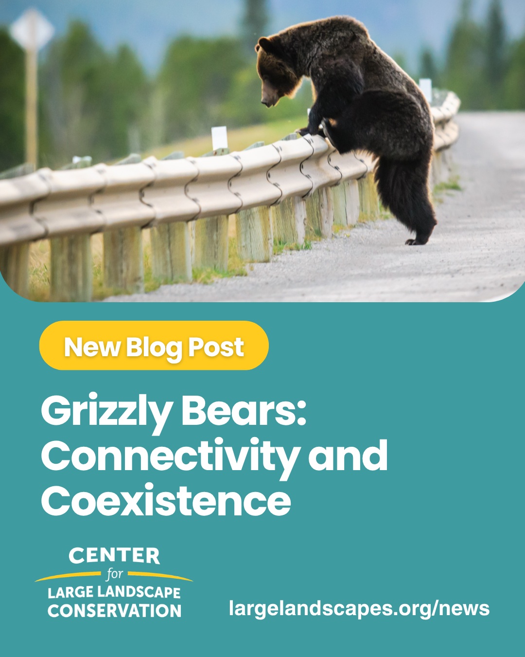 Grizzly bears once ranged throughout North America. Today, however, they subsist on only a small fraction of their historical range, and their remaining habitat is rapidly shrinking due to habitat fragmentation caused by roads and other infrastructure. To reduce fragmentation and keep bears and other animals safely on the move, CLLC works to plan, advocate for, and advise on the design of wildlife crossings on busy roads to reduce wildlife-vehicle collisions and restore habitat connectivity.  Read more about how we’re keeping grizzlies in mind when planning for wildlife crossings at the link in our bio.