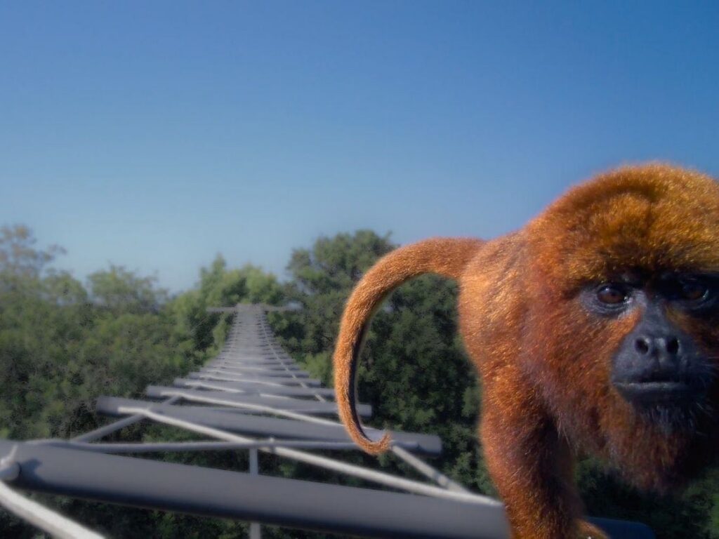 A brown-howler monkey (Alouatta guariba) crosses a horizontal ladder canopy bridge over a road in southern Brazil. Credit: Precisa