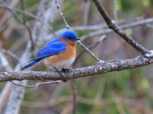 Mountain Bluebird Georgia 1357941684